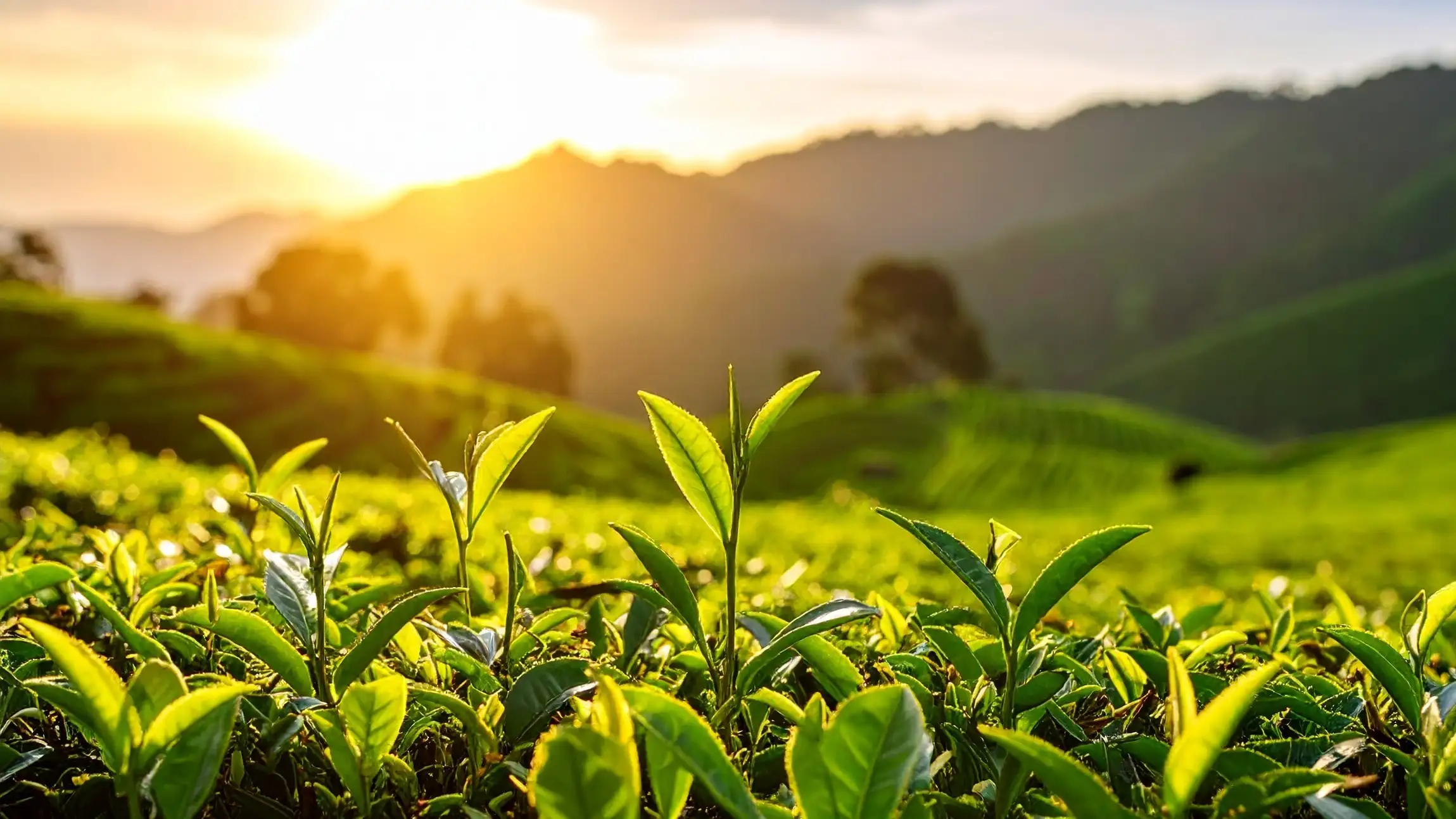Fresh Organic Tea Garden